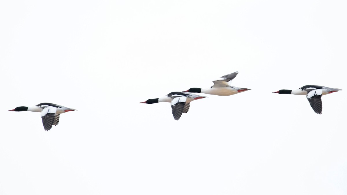 Common Merganser (North American) - ML142384281