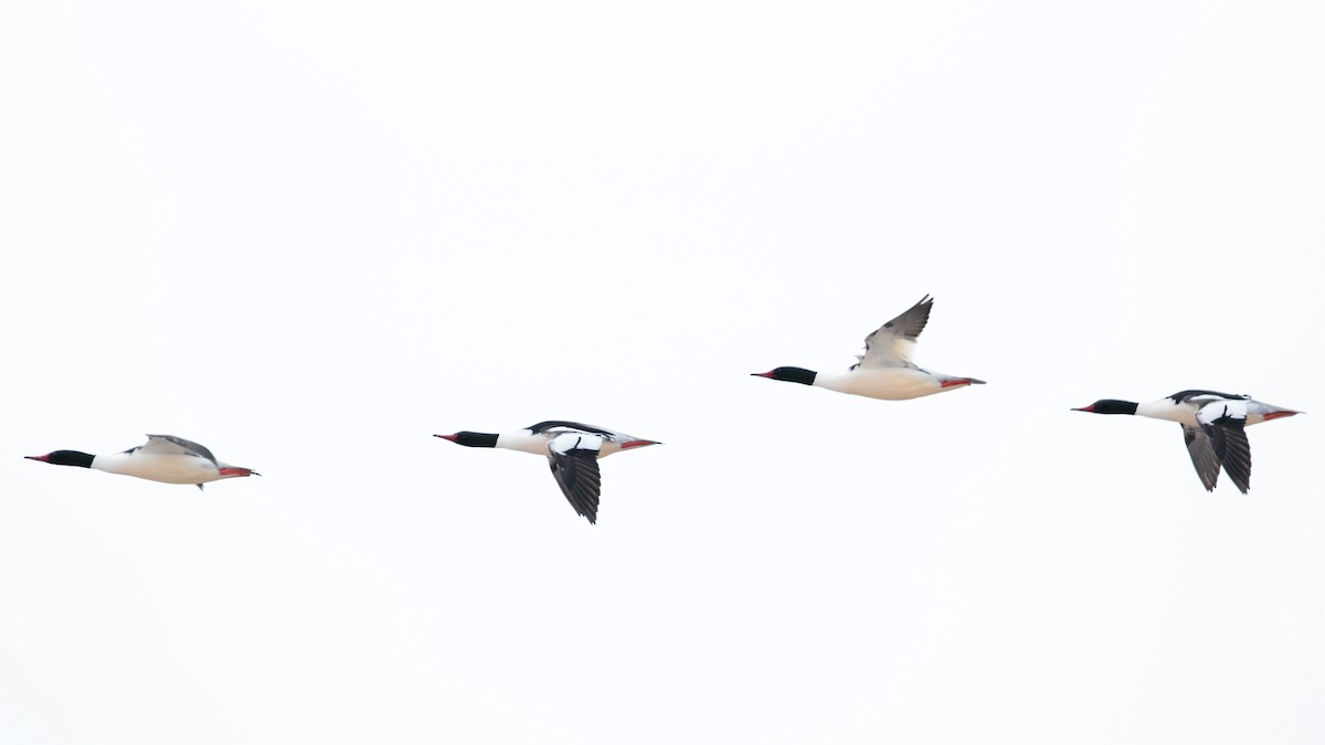 Common Merganser (North American) - ML142384291