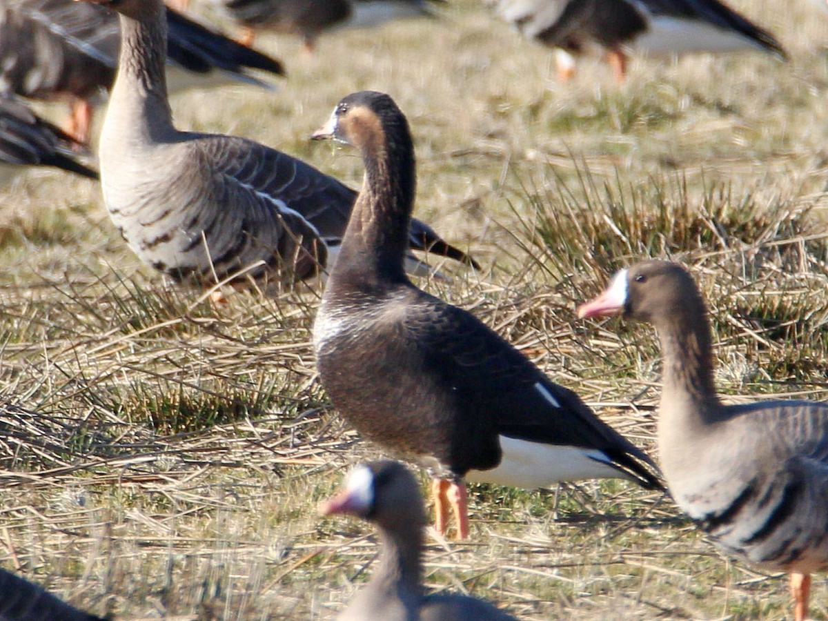 goose sp. - Dr. Jörg Kundler