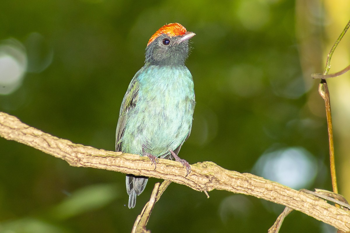 Swallow-tailed Manakin - ML142384871