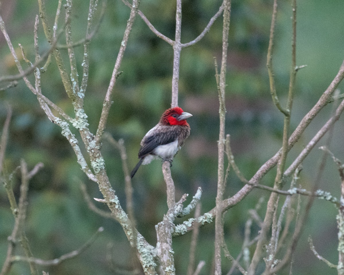 Brown-breasted Barbet - Mark Vukovich