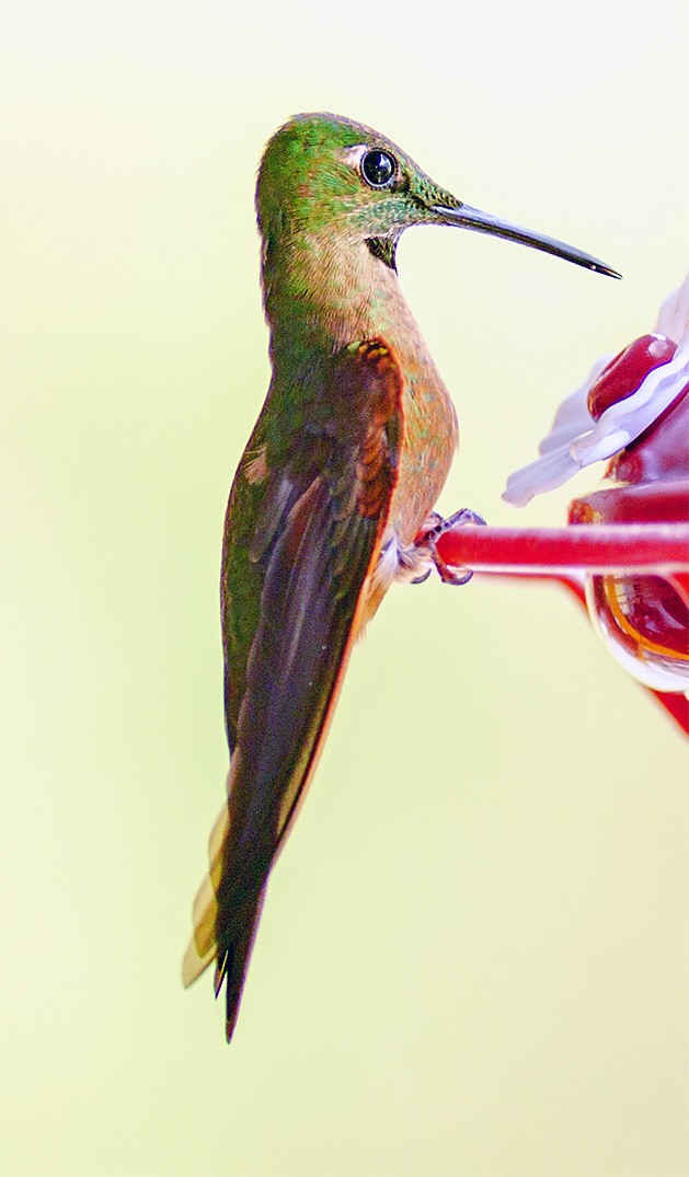 kolibřík hnědobřichý - ML142386021