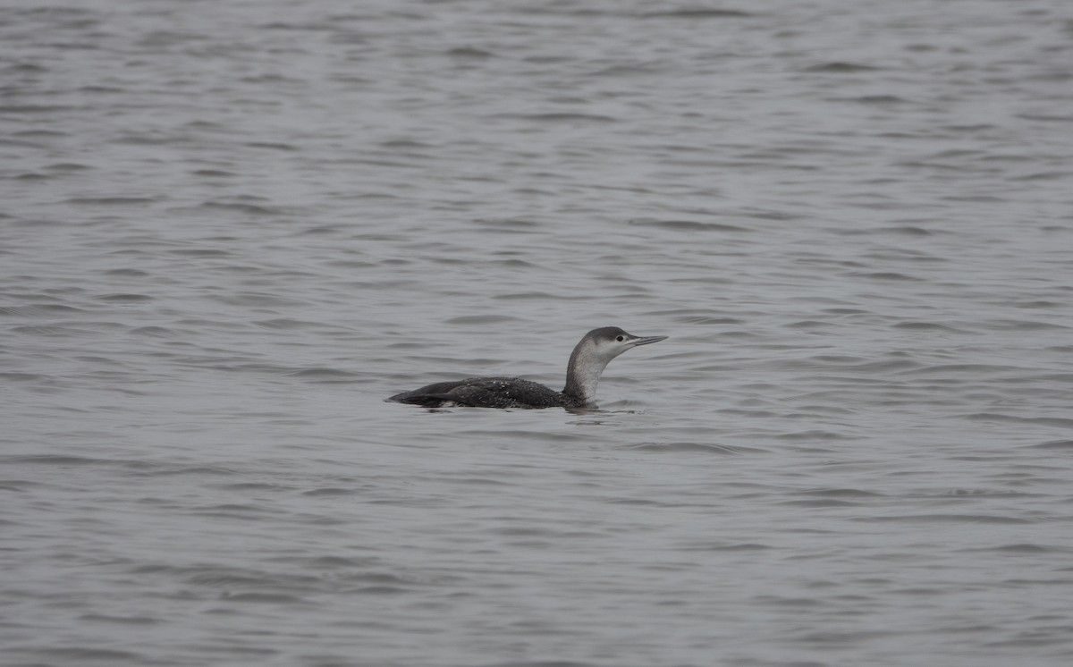 Red-throated Loon - ML142386721