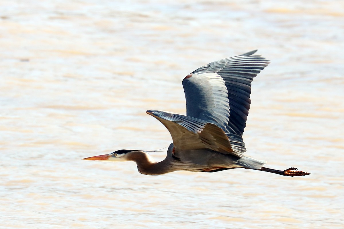 Garza Azulada - ML142387571