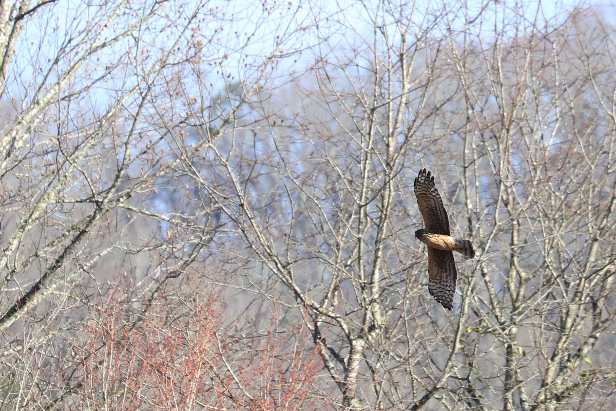 Northern Harrier - Colin Sumrall