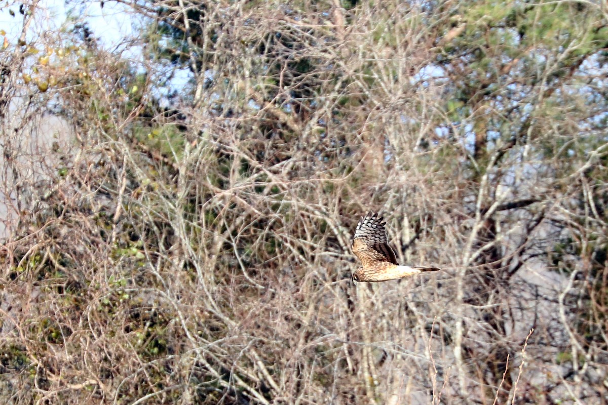 Northern Harrier - ML142387641