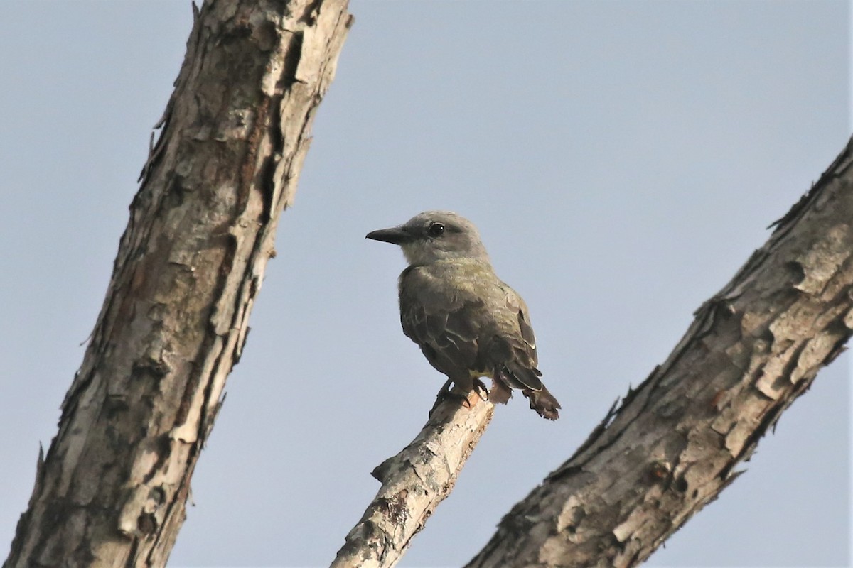 Tropical Kingbird - ML142387731