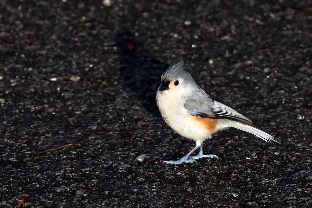 Tufted Titmouse - ML142387851