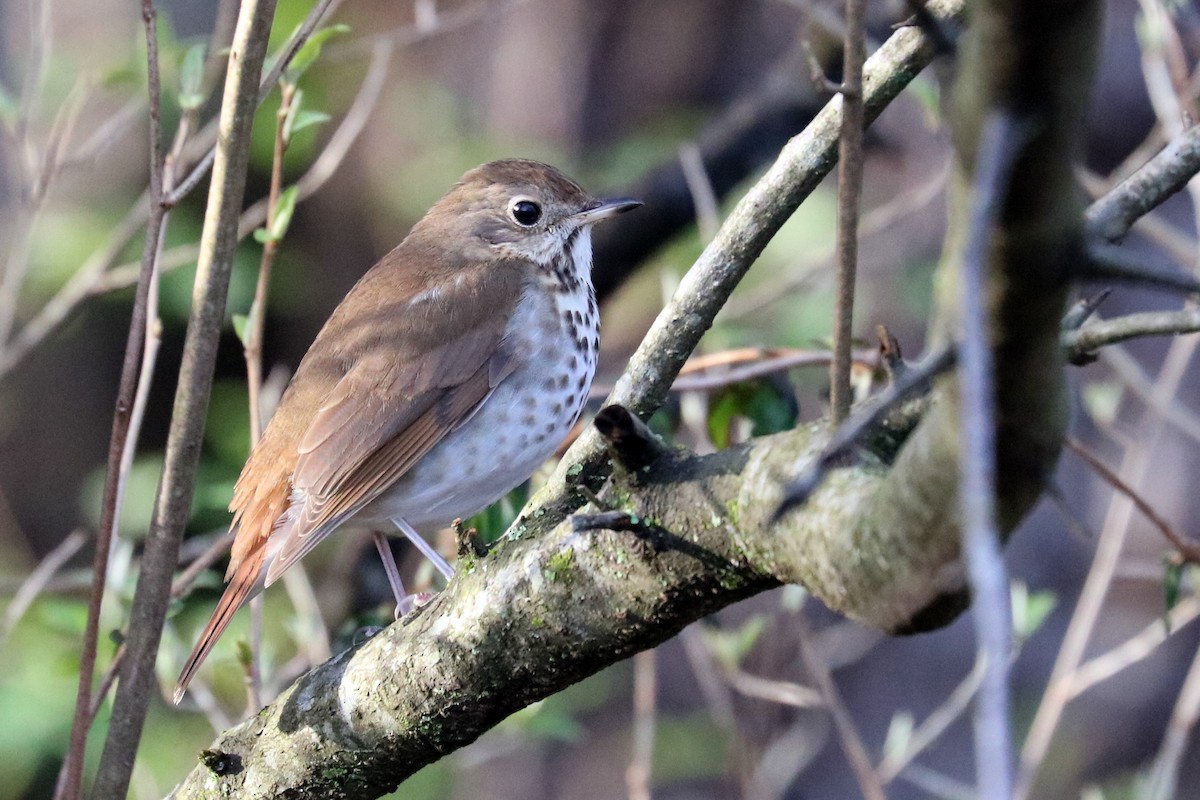 Hermit Thrush - ML142387931