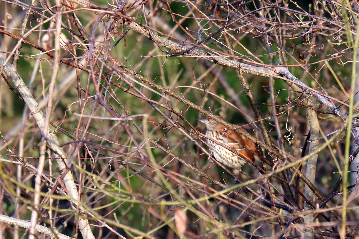 Brown Thrasher - ML142387981