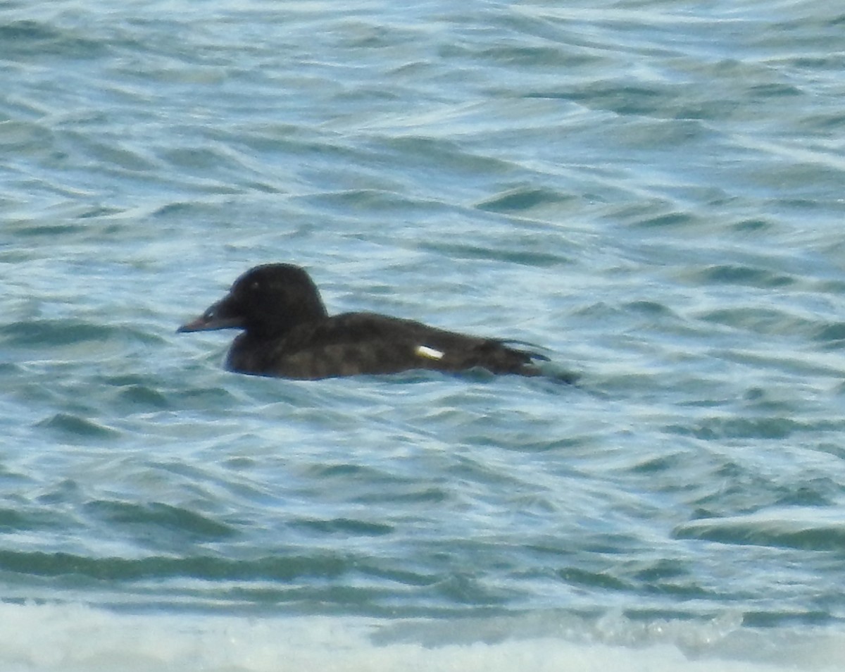 White-winged Scoter - shelley seidman