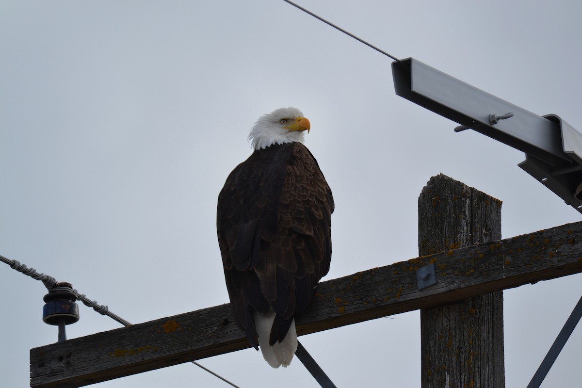 Bald Eagle - ML142389961