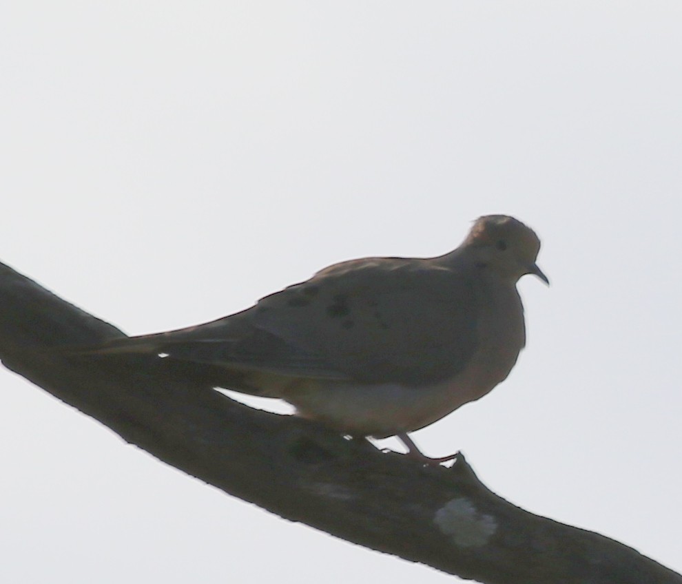 Mourning Dove - ML142390751