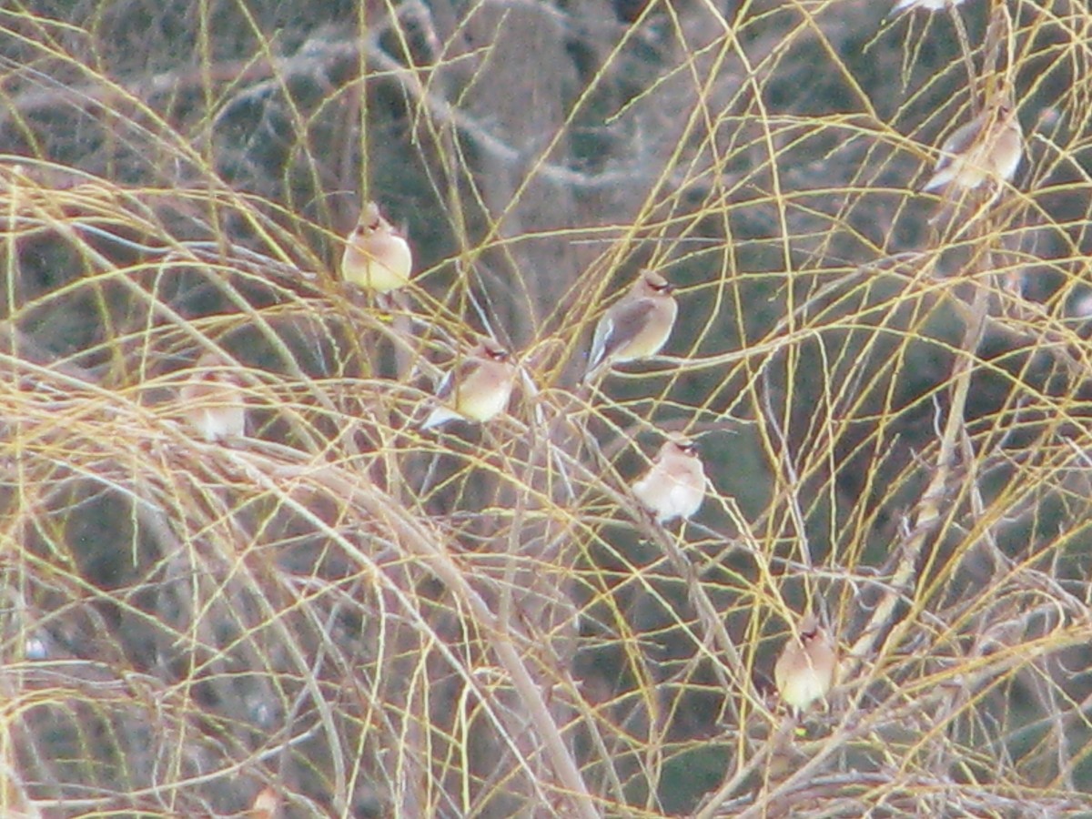 Cedar Waxwing - Chris Martone