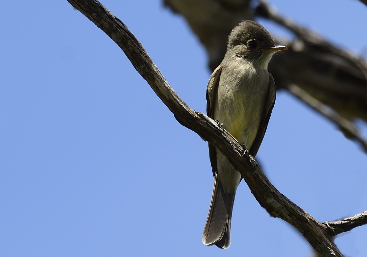 Southern Tropical Pewee - ML142393221