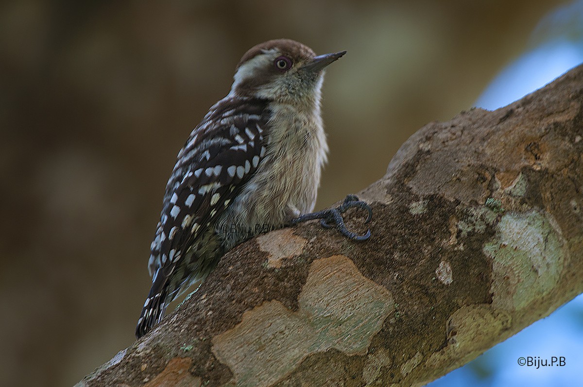 Brown-capped Pygmy Woodpecker - Biju PB