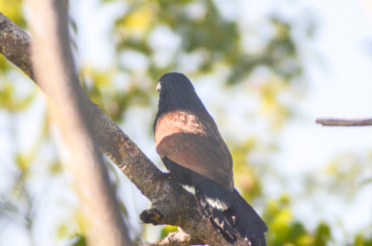 Lesser Coucal - Jafet Potenzo Lopes