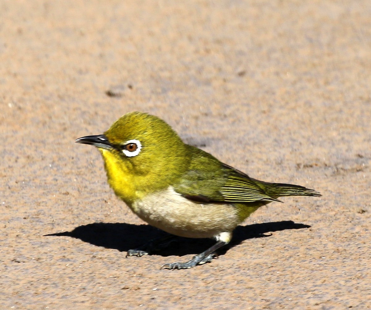 Warbling White-eye - ML142394111