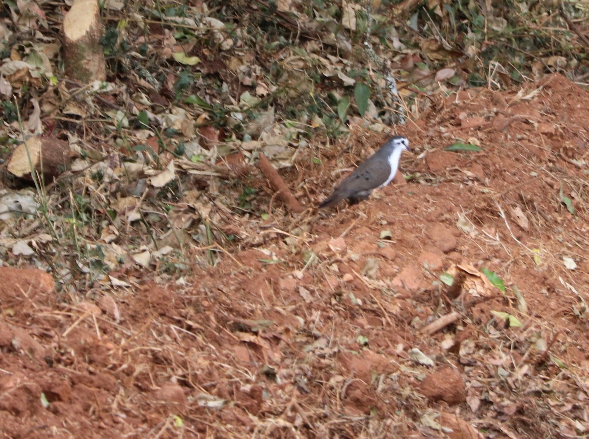 Palomita Tamborilera - ML142395391