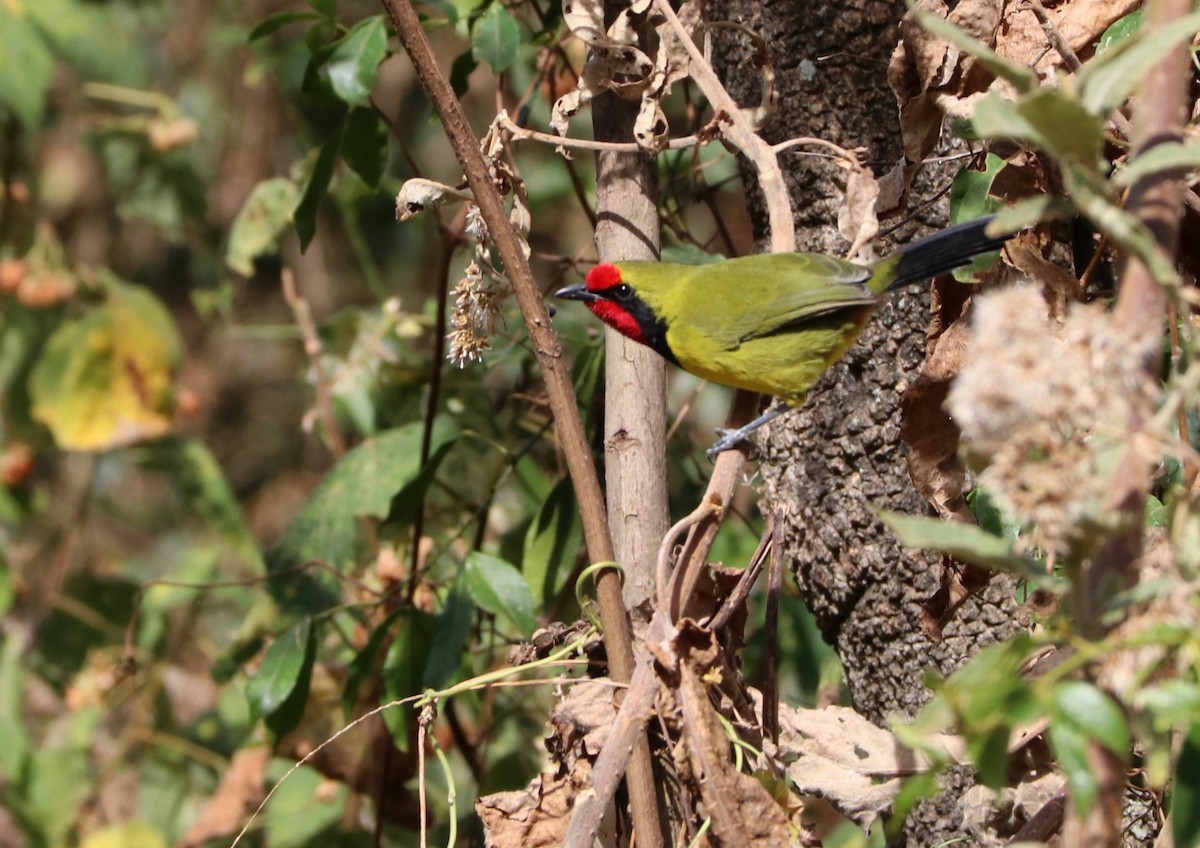 Doherty's Bushshrike - ML142395641