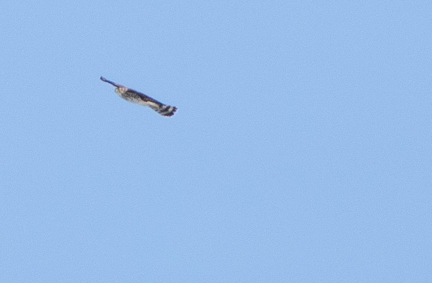 Cooper's Hawk - ML142396201
