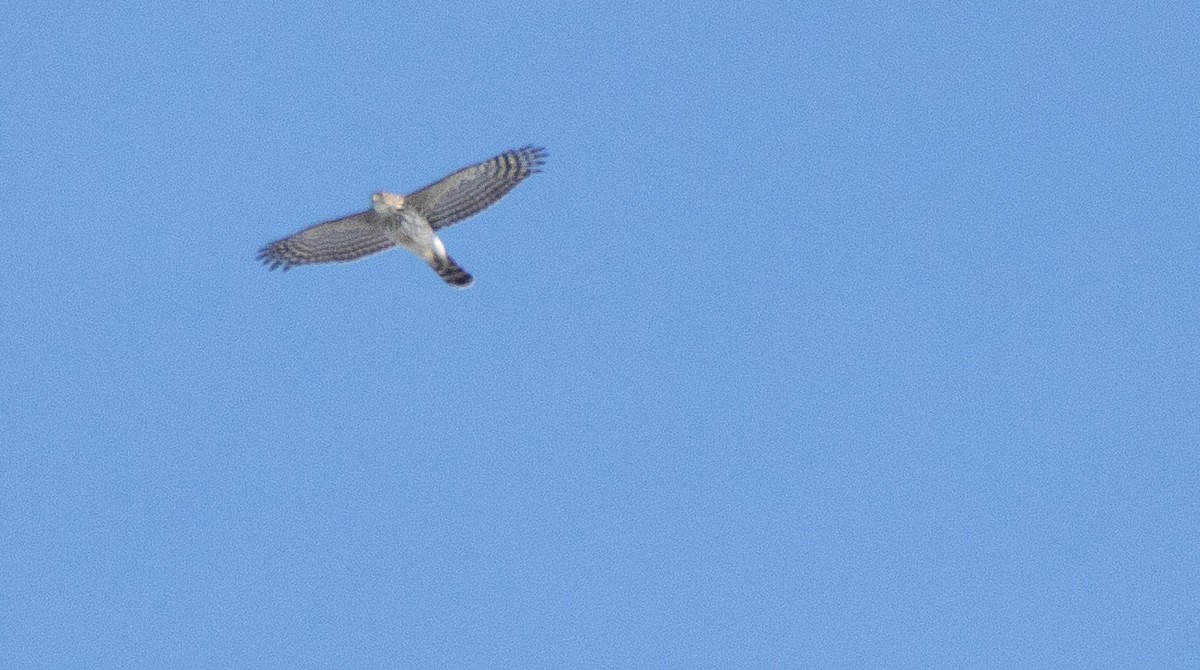 Cooper's Hawk - ML142396221