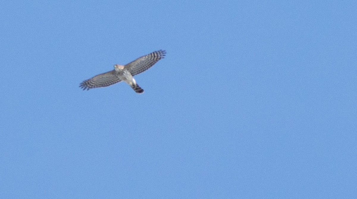 Cooper's Hawk - ML142396231