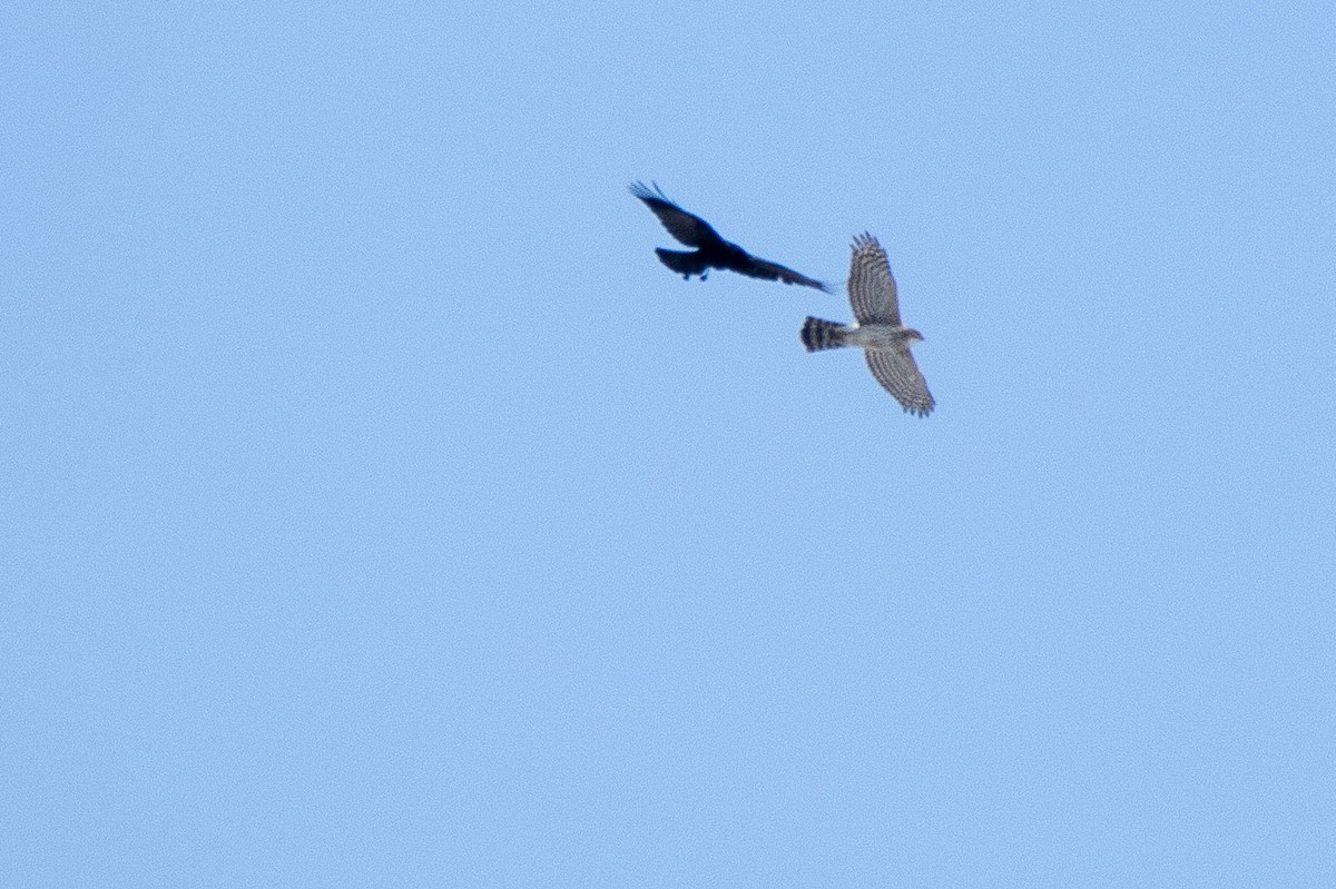 Cooper's Hawk - ML142396261