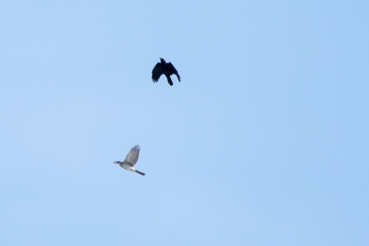 Cooper's Hawk - ML142396271