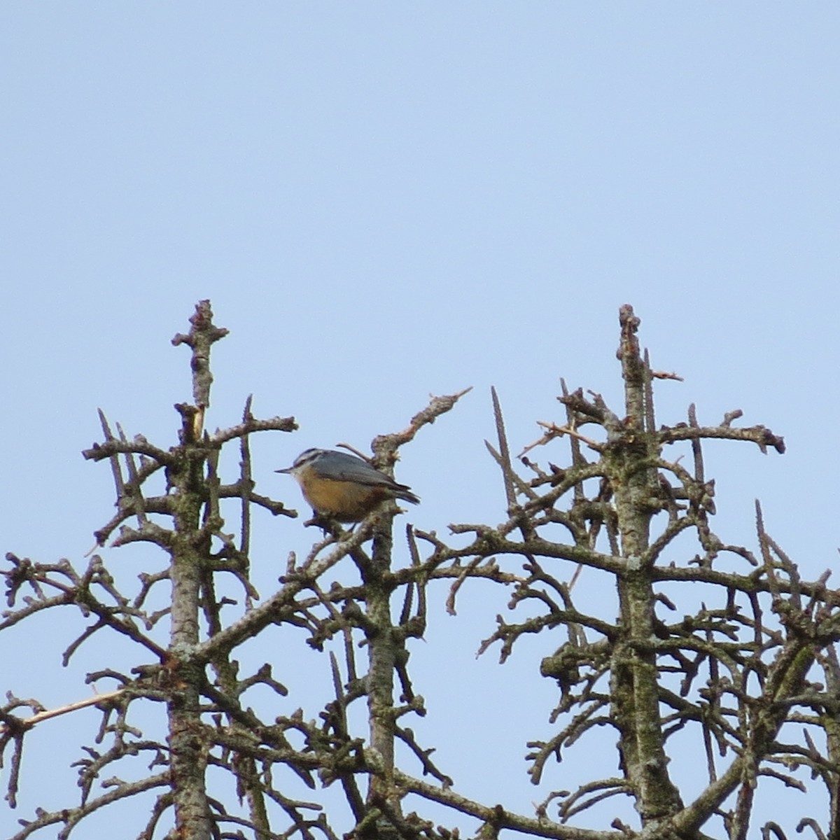 Red-breasted Nuthatch - ML142397131