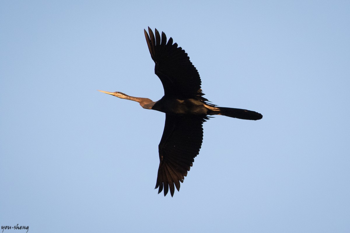 Oriental Darter - You-Sheng Lin