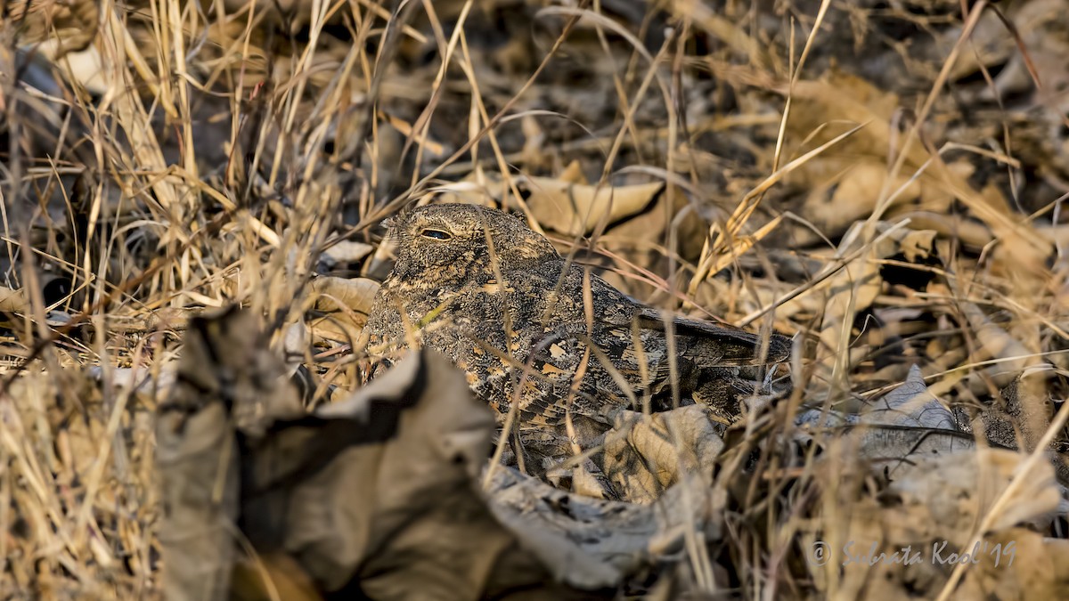 Engoulevent affin - ML142397631