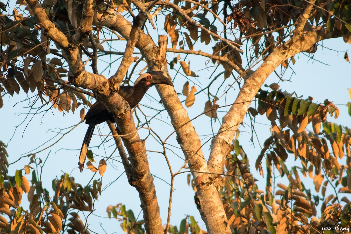 Black Hornbill - ML142397841