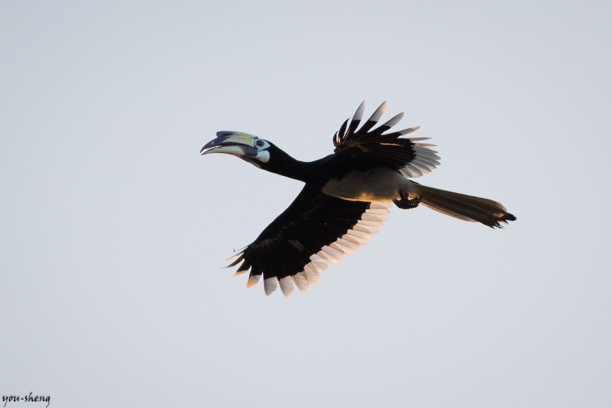 Oriental Pied-Hornbill - ML142397921