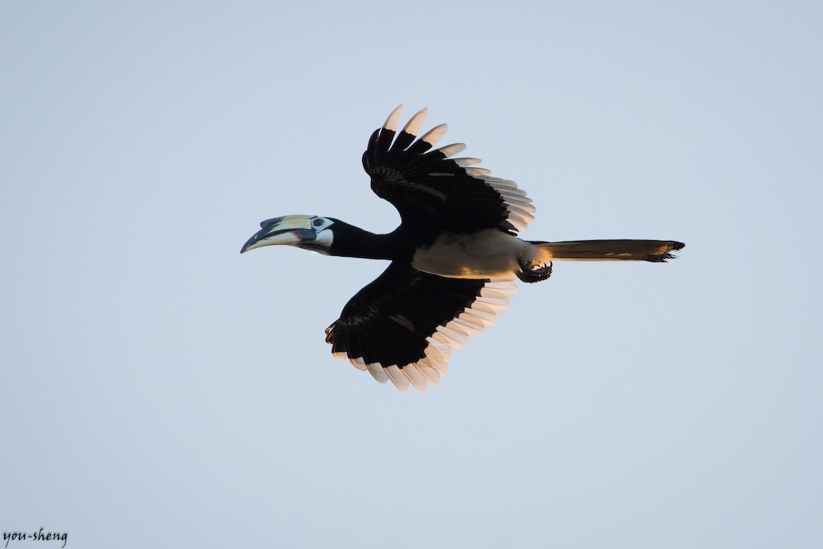 Oriental Pied-Hornbill - ML142397941