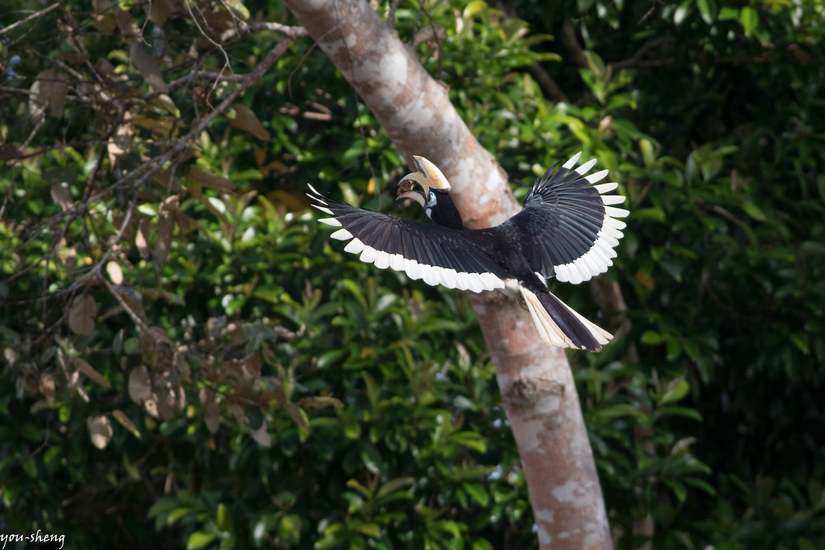 Oriental Pied-Hornbill - ML142397961