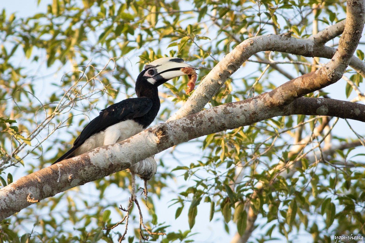 Oriental Pied-Hornbill - ML142397971