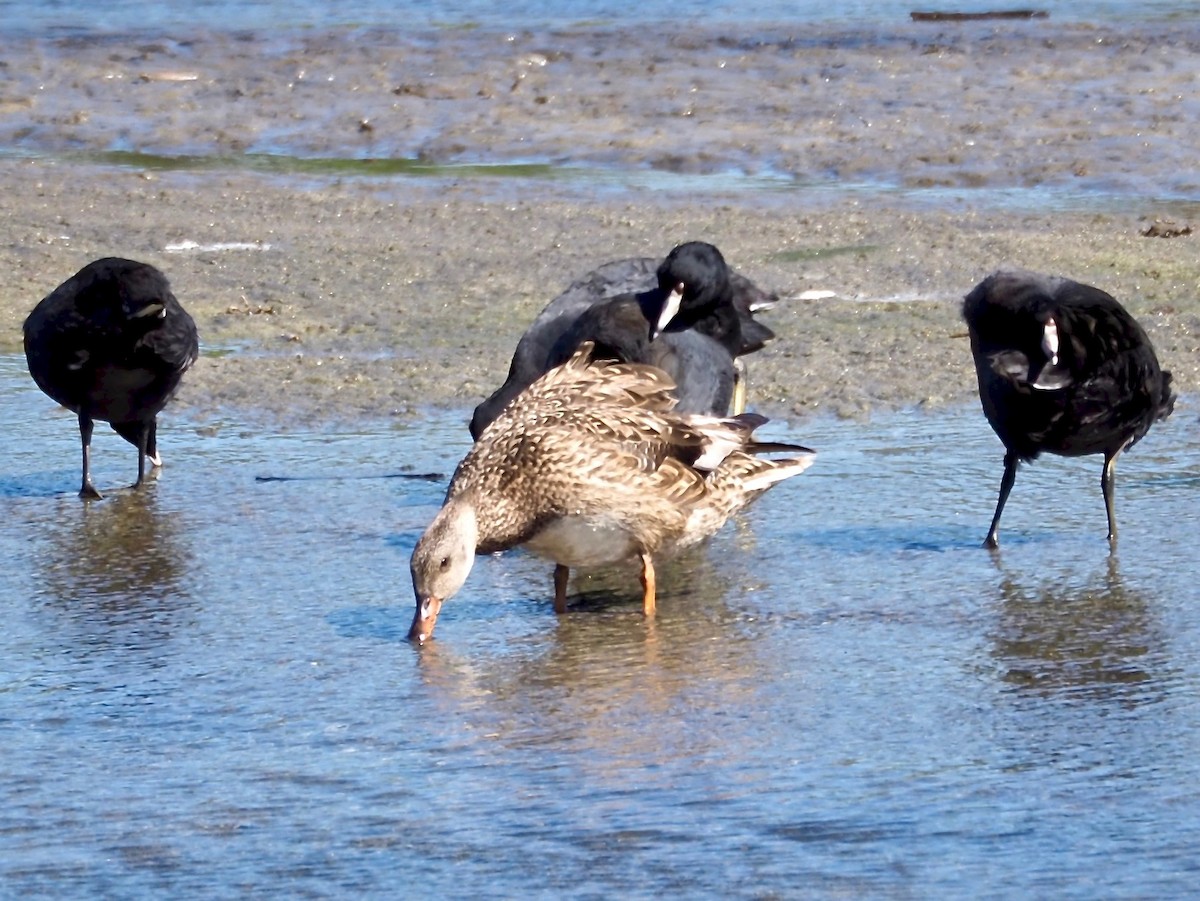 Gadwall - Harlee Strauss