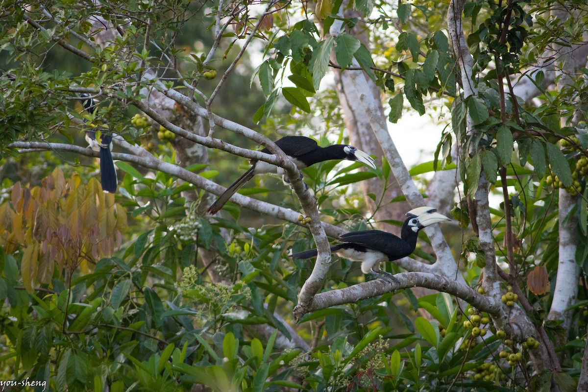 Oriental Pied-Hornbill - You-Sheng Lin