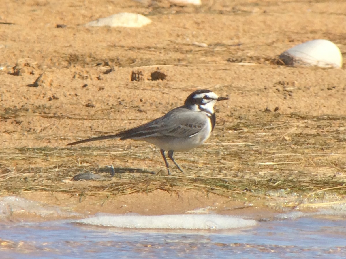 White Wagtail (Moroccan) - ML142398691