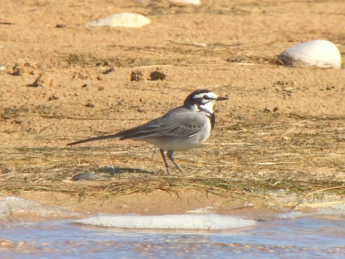 konipas bílý (ssp. subpersonata) - ML142398691