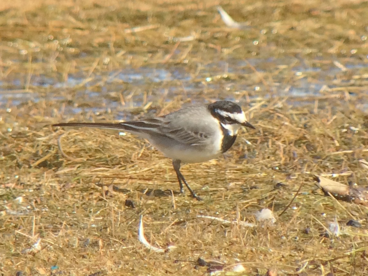 White Wagtail (Moroccan) - ML142398701