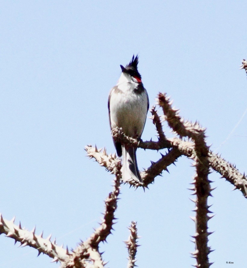 Red-whiskered Bulbul - ML142400031