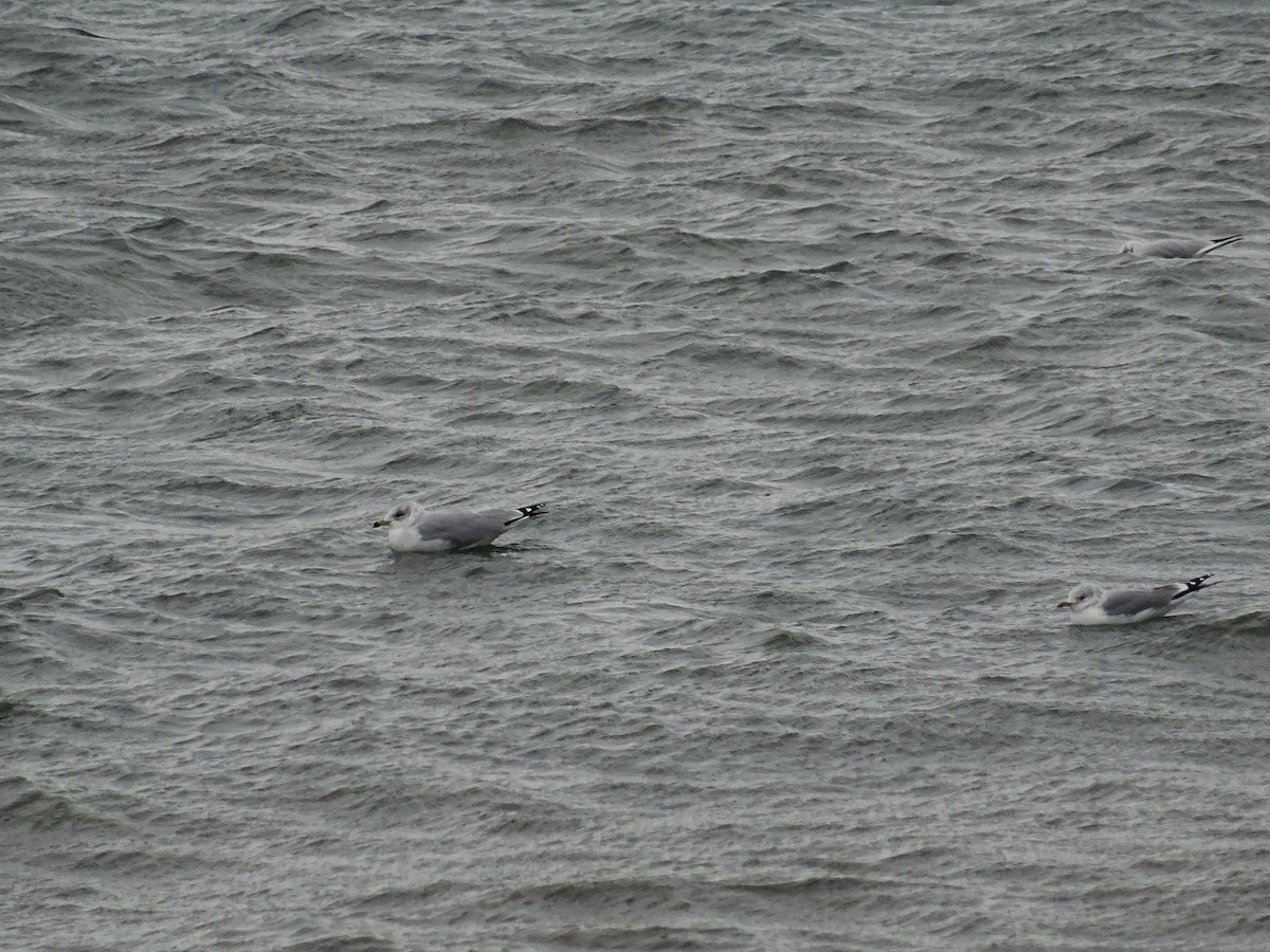 Ring-billed Gull - ML142400351