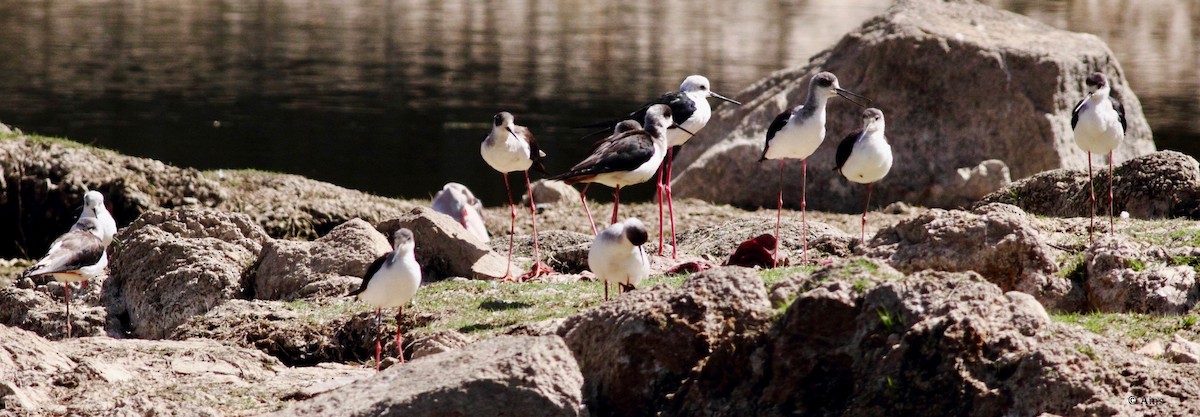 Black-winged Stilt - ML142400691