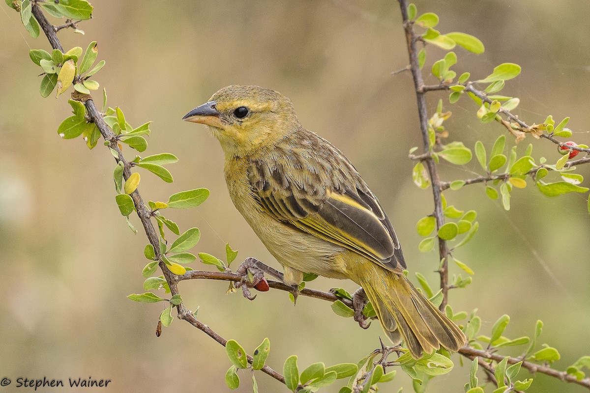 Golden-backed Weaver - ML142401341