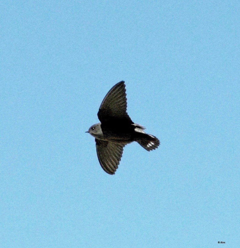 Avión Oscuro - ML142402241