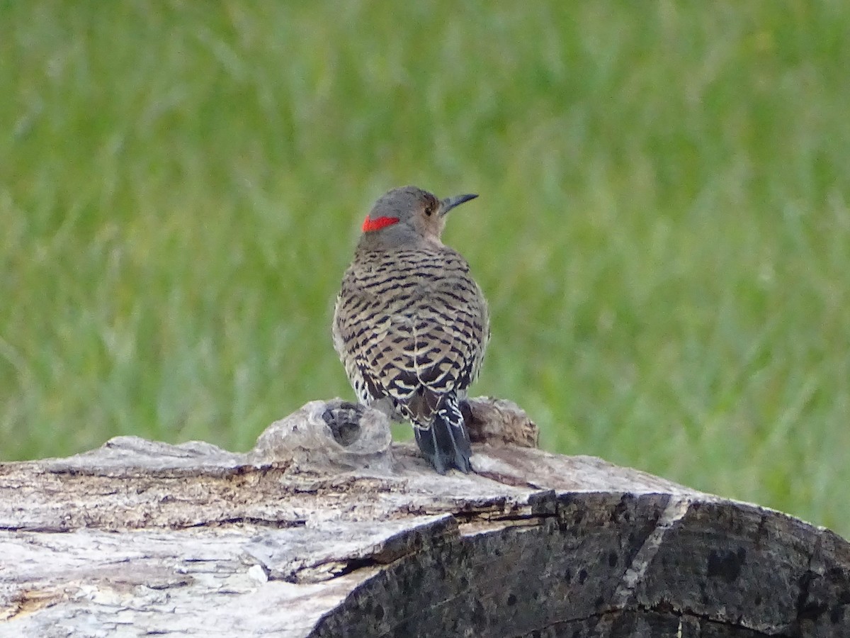 Northern Flicker - ML142404151