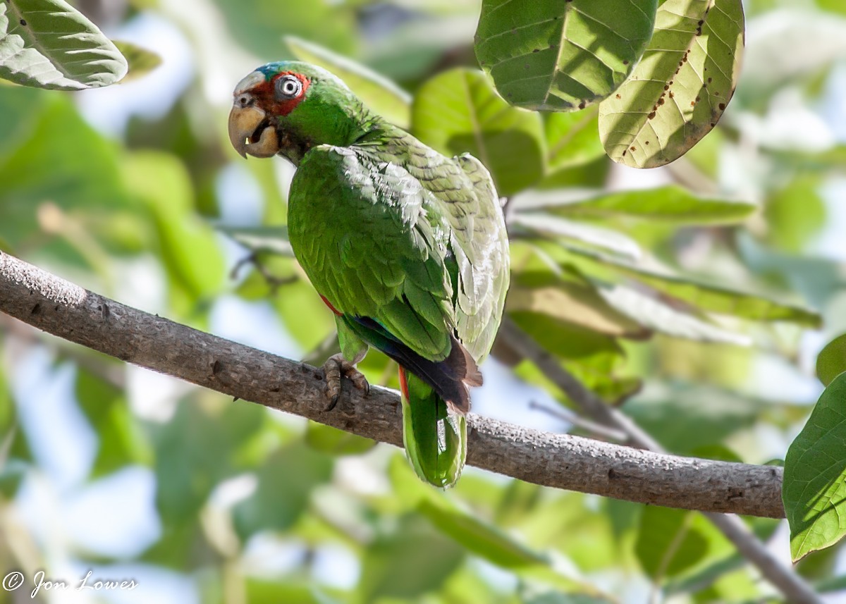 White-fronted Parrot - ML142404591