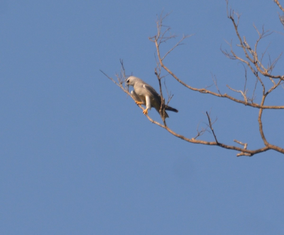 Black-winged Kite - Dr George P J